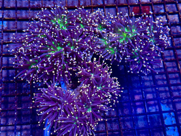 wholesale_coral - saltwater_fish saltwater_coral - rare corals - coralsdepot - Corals_Depot - live_corals - eye - catching - coral quality_marine_fish - quality - marine discoun