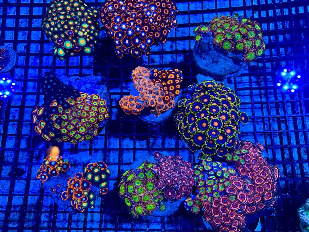 wholesale_coral - saltwater_fish saltwater_coral - rare corals - coralsdepot - Corals_Depot - live_corals - eye - catching - coral quality_marine_fish - quality - marine discoun