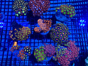 wholesale_coral - saltwater_fish saltwater_coral - rare corals - coralsdepot - Corals_Depot - live_corals - eye - catching - coral quality_marine_fish - quality - marine discoun