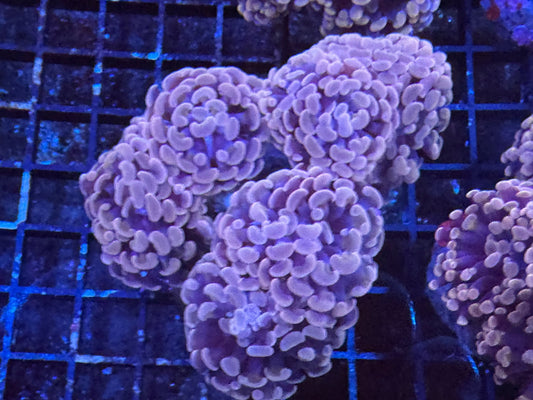 #wholesale_coral# - #saltwater_fish# #saltwater_coral# - #rare corals# - #coralsdepot# - #Corals_Depot# - #live_corals# - #eye - catching - coral# #quality_marine_fish# - #quality - marine# #discoun