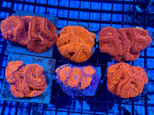 wholesale_coral - saltwater_fish saltwater_coral - rare corals - coralsdepot - Corals_Depot - live_corals - eye - catching - coral quality_marine_fish - quality - marine discoun