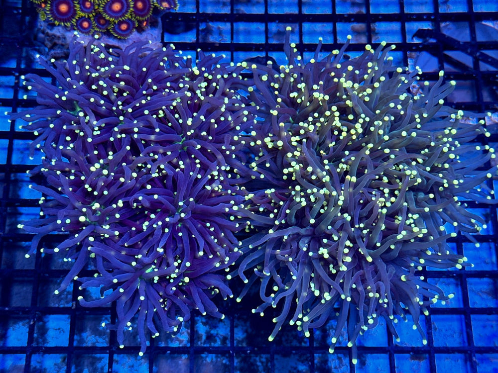 wholesale_coral - saltwater_fish saltwater_coral - rare corals - coralsdepot - Corals_Depot - live_corals - eye - catching - coral quality_marine_fish - quality - marine discoun