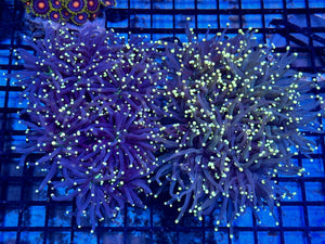 wholesale_coral - saltwater_fish saltwater_coral - rare corals - coralsdepot - Corals_Depot - live_corals - eye - catching - coral quality_marine_fish - quality - marine discoun