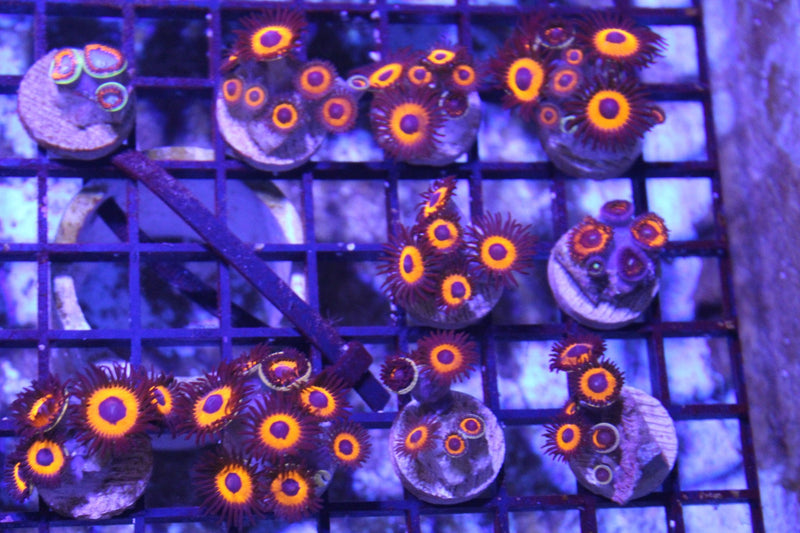 Zoanthid Coral growth and spreading