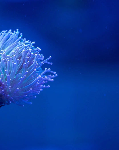 Close-up of a blue anemone against a dark blue background