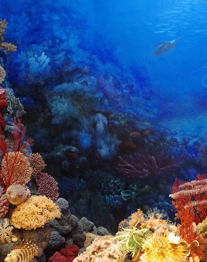 Colorful coral reef with various corals and a diver in the background.