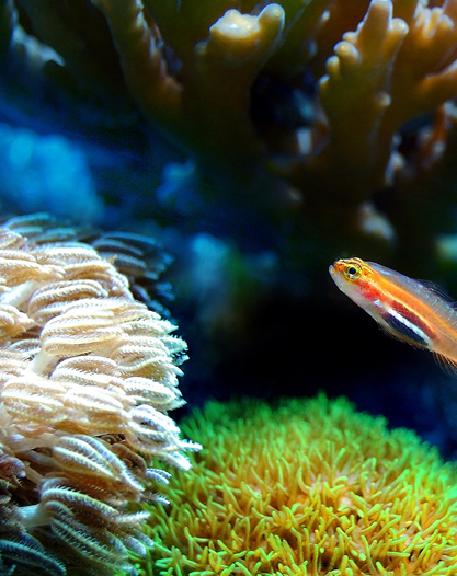 Small fish among colorful coral in an underwater setting