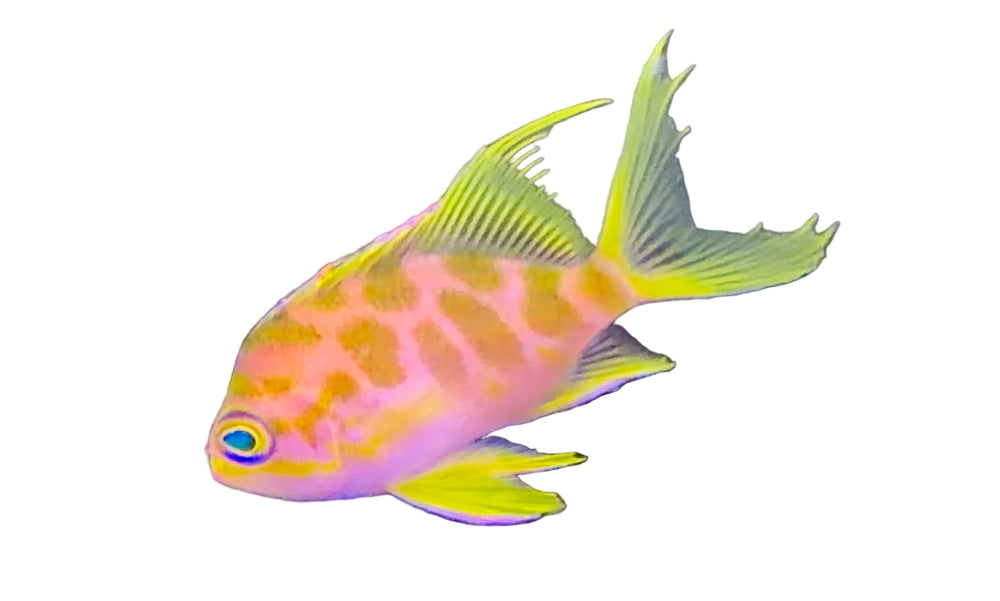 wholesale_coral - saltwater_fish saltwater_coral - rare corals - coralsdepot - Corals_Depot - live_corals - eye - catching - coral quality_marine_fish - quality - marine discoun