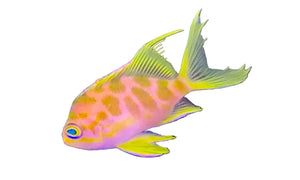 wholesale_coral - saltwater_fish saltwater_coral - rare corals - coralsdepot - Corals_Depot - live_corals - eye - catching - coral quality_marine_fish - quality - marine discoun