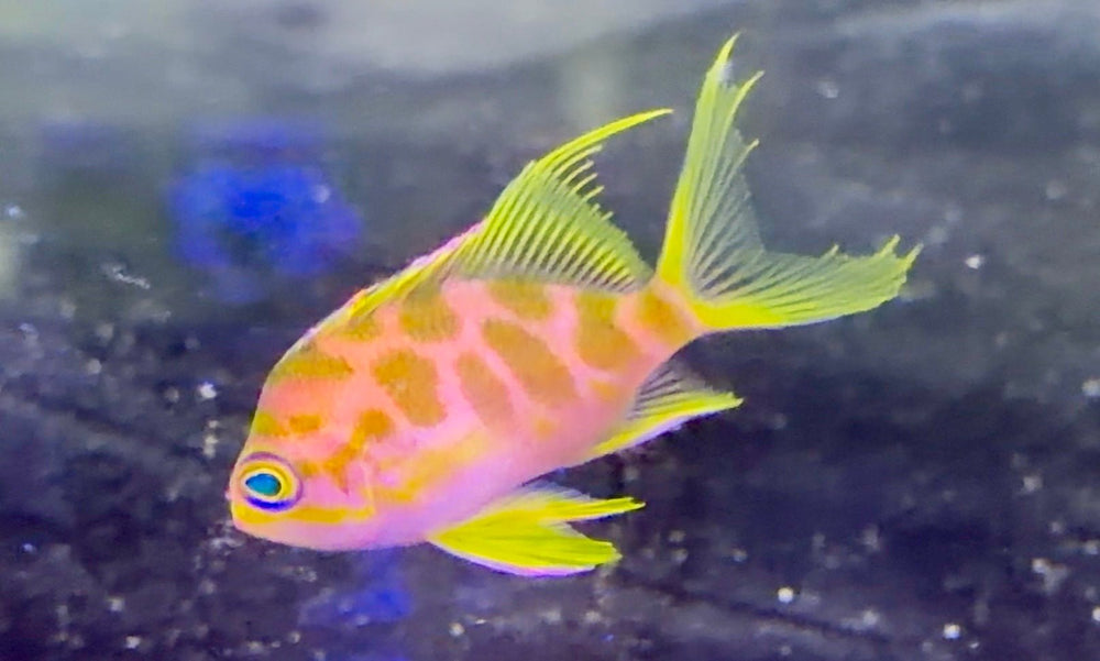 wholesale_coral - saltwater_fish saltwater_coral - rare corals - coralsdepot - Corals_Depot - live_corals - eye - catching - coral quality_marine_fish - quality - marine discoun