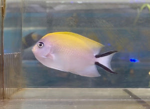 wholesale_coral - saltwater_fish saltwater_coral - rare corals - coralsdepot - Corals_Depot - live_corals - eye - catching - coral quality_marine_fish - quality - marine discoun
