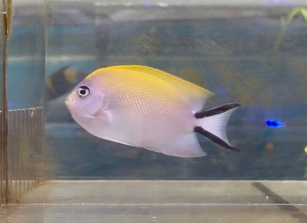 wholesale_coral - saltwater_fish saltwater_coral - rare corals - coralsdepot - Corals_Depot - live_corals - eye - catching - coral quality_marine_fish - quality - marine discoun