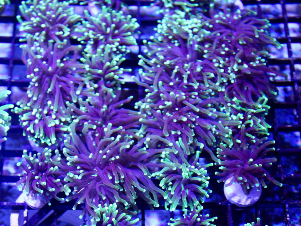 wholesale_coral - saltwater_fish saltwater_coral - rare corals - coralsdepot - Corals_Depot - live_corals - eye - catching - coral quality_marine_fish - quality - marine discoun