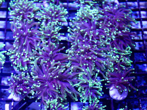wholesale_coral - saltwater_fish saltwater_coral - rare corals - coralsdepot - Corals_Depot - live_corals - eye - catching - coral quality_marine_fish - quality - marine discoun
