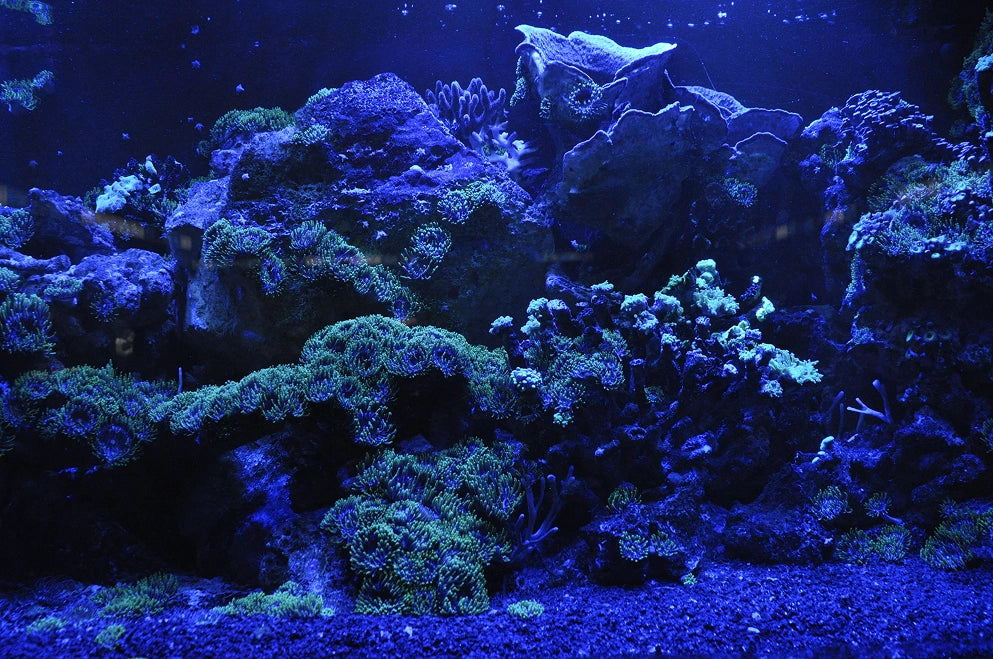 Underwater scene with coral and rocks in a dark blue underwater setting