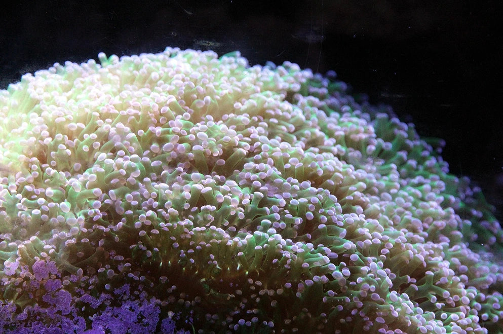 Close-up of a colorful coral polyp with a black background