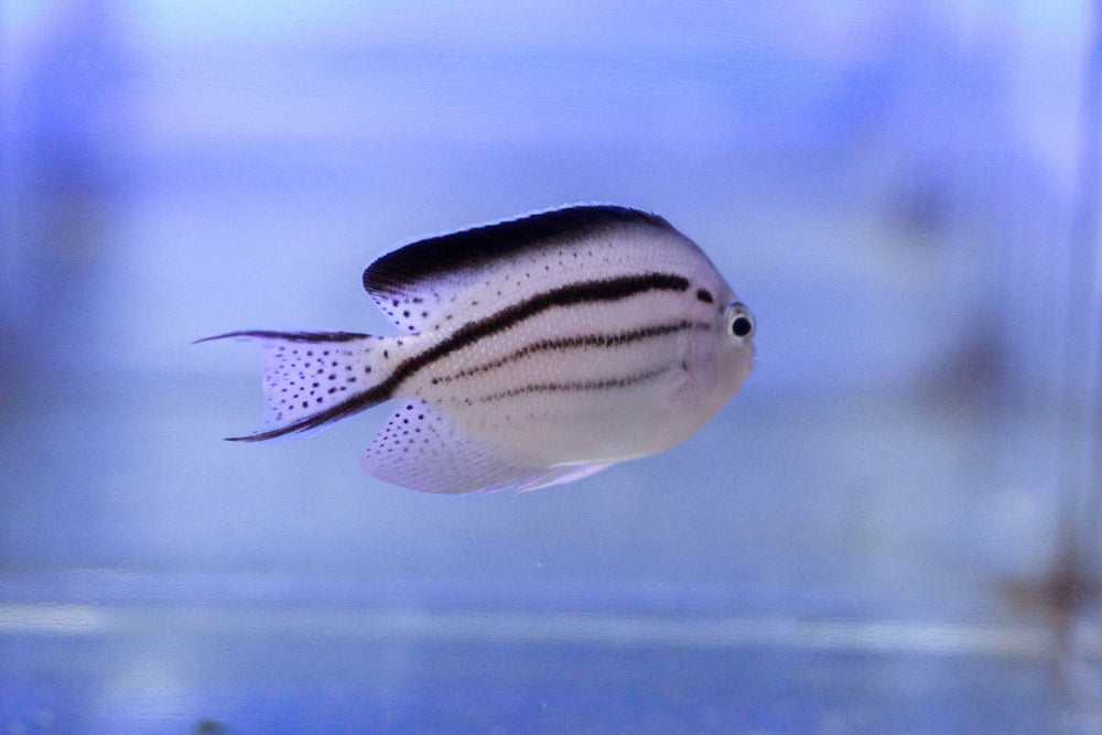 wholesale_coral - saltwater_fish saltwater_coral - rare corals - coralsdepot - Corals_Depot - live_corals - eye - catching - coral quality_marine_fish - quality - marine discoun