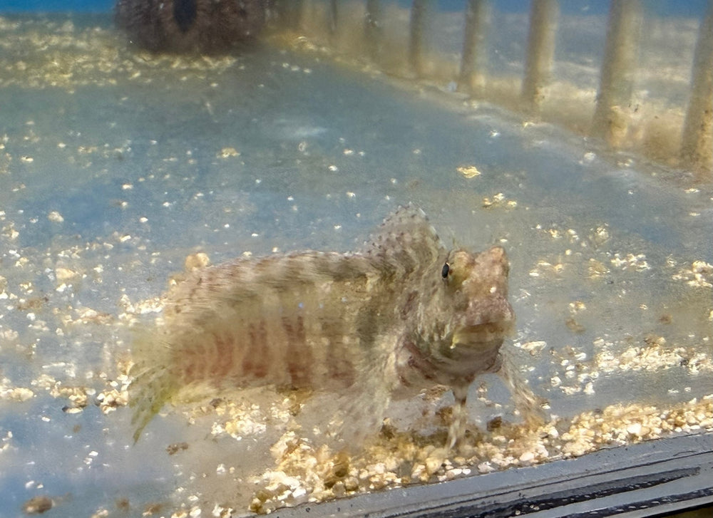 wholesale_coral - saltwater_fish saltwater_coral - rare corals - coralsdepot - Corals_Depot - live_corals - eye - catching - coral quality_marine_fish - quality - marine discoun