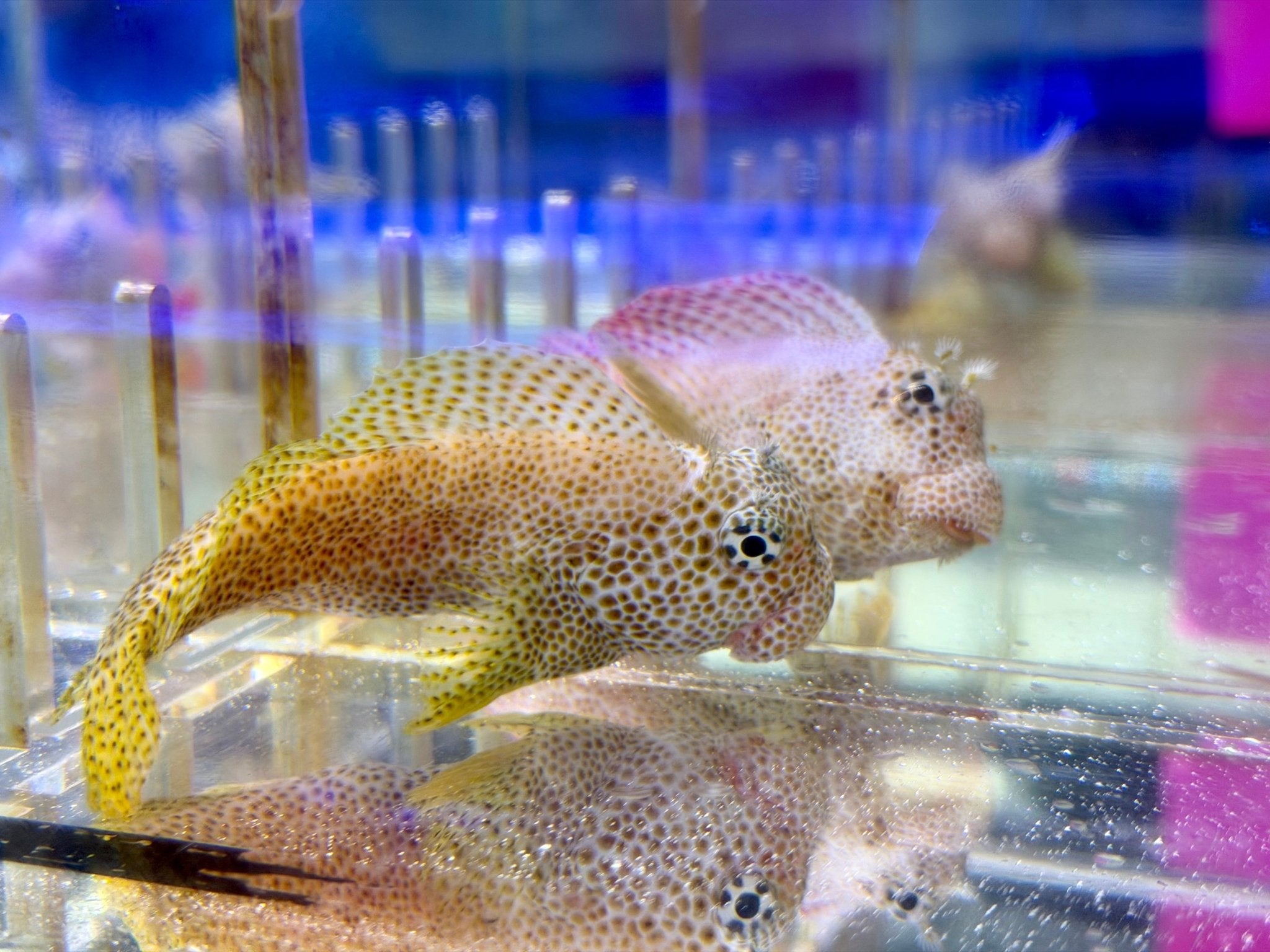 Red Rockskipper Leopard Rock Skipper: Striking Marine Pet - Corals Depot