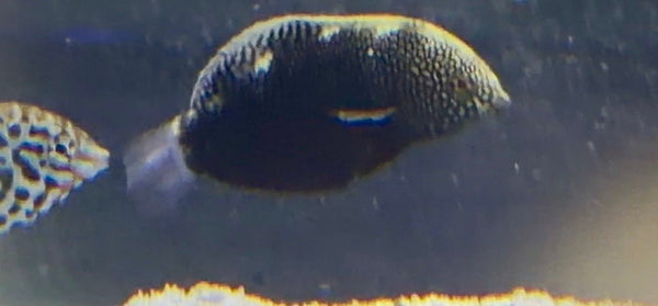 wholesale_coral - saltwater_fish saltwater_coral - rare corals - coralsdepot - Corals_Depot - live_corals - eye - catching - coral quality_marine_fish - quality - marine discoun