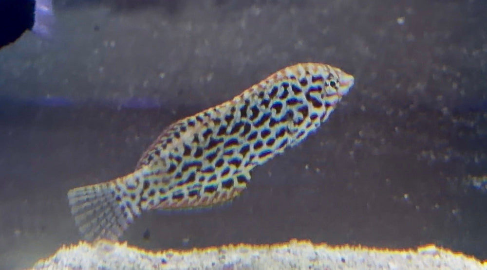 wholesale_coral - saltwater_fish saltwater_coral - rare corals - coralsdepot - Corals_Depot - live_corals - eye - catching - coral quality_marine_fish - quality - marine discoun