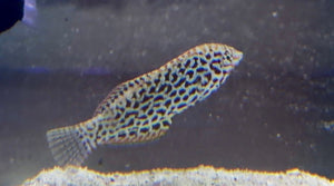 wholesale_coral - saltwater_fish saltwater_coral - rare corals - coralsdepot - Corals_Depot - live_corals - eye - catching - coral quality_marine_fish - quality - marine discoun