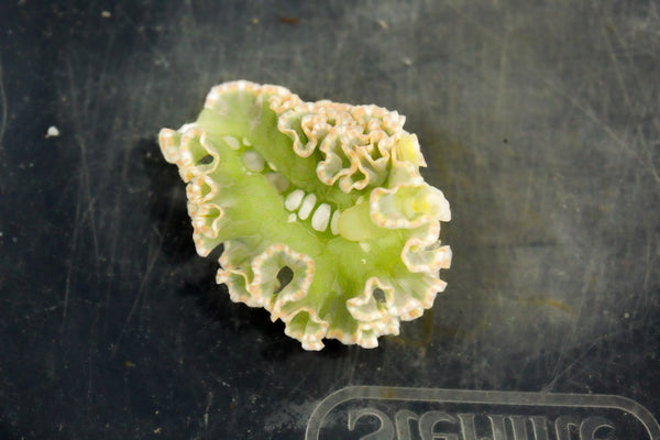 wholesale_coral - saltwater_fish saltwater_coral - rare corals - coralsdepot - Corals_Depot - live_corals - eye - catching - coral quality_marine_fish - quality - marine discoun