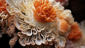 Close-up of a coral with orange and beige colors