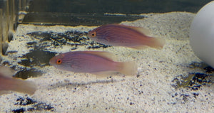 wholesale_coral - saltwater_fish saltwater_coral - rare corals - coralsdepot - Corals_Depot - live_corals - eye-catching-coral quality_marine_fish -quality-marine discoun