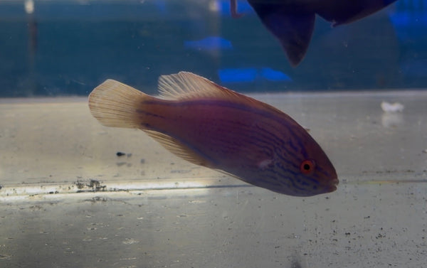 wholesale_coral - saltwater_fish saltwater_coral - rare corals - coralsdepot - Corals_Depot - live_corals - eye-catching-coral quality_marine_fish -quality-marine discoun