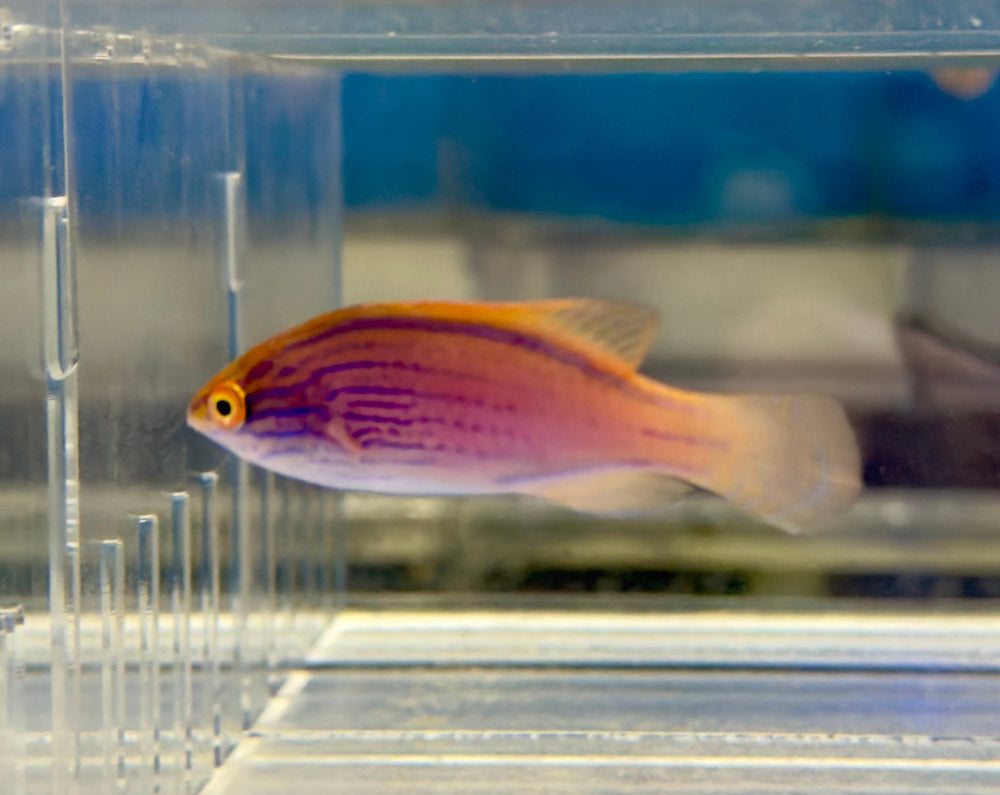 wholesale_coral - saltwater_fish saltwater_coral - rare corals - coralsdepot - Corals_Depot - live_corals - eye - catching - coral quality_marine_fish - quality - marine discoun