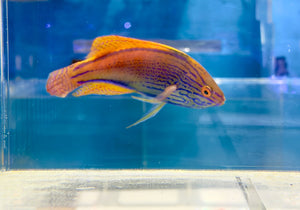 wholesale_coral - saltwater_fish saltwater_coral - rare corals - coralsdepot - Corals_Depot - live_corals - eye - catching - coral quality_marine_fish - quality - marine discoun