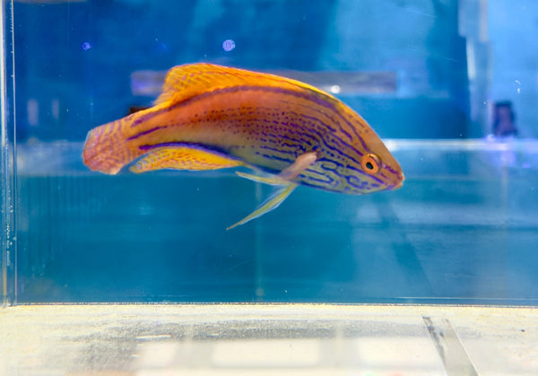 wholesale_coral - saltwater_fish saltwater_coral - rare corals - coralsdepot - Corals_Depot - live_corals - eye - catching - coral quality_marine_fish - quality - marine discoun