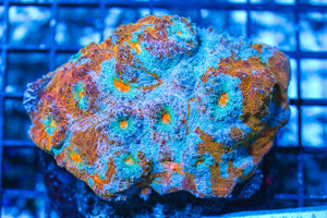 #wholesale_coral# - #saltwater_fish# #saltwater_coral# - #rare corals# - #coralsdepot# - #Corals_Depot# - #live_corals# - #eye-catching-coral# #quality_marine_fish# -#quality-marine# #discoun