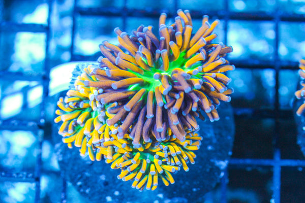 #wholesale_coral# - #saltwater_fish# #saltwater_coral# - #rare corals# - #coralsdepot# - #Corals_Depot# - #live_corals# - #eye-catching-coral# #quality_marine_fish# -#quality-marine# #discoun