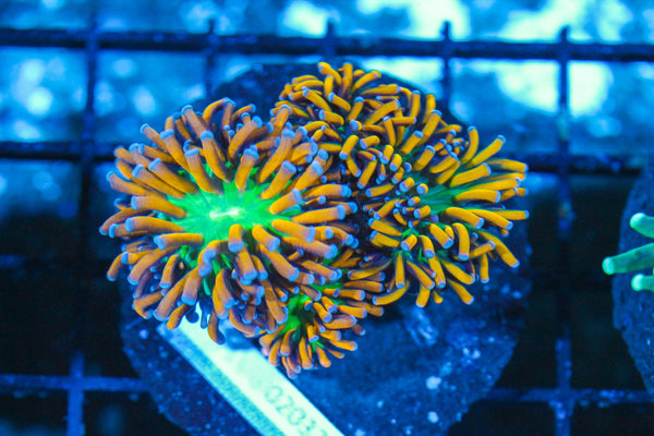 #wholesale_coral# - #saltwater_fish# #saltwater_coral# - #rare corals# - #coralsdepot# - #Corals_Depot# - #live_corals# - #eye-catching-coral# #quality_marine_fish# -#quality-marine# #discoun