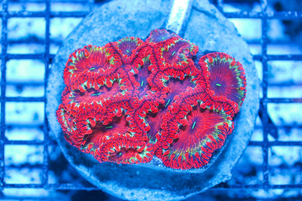 #wholesale_coral# - #saltwater_fish# #saltwater_coral# - #rare corals# - #coralsdepot# - #Corals_Depot# - #live_corals# - #eye-catching-coral# #quality_marine_fish# -#quality-marine# #discoun