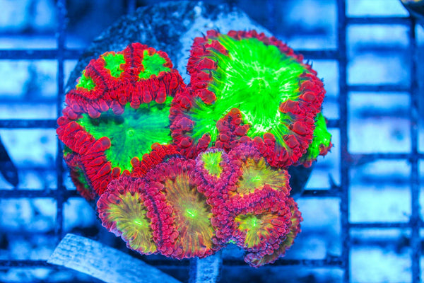#wholesale_coral# - #saltwater_fish# #saltwater_coral# - #rare corals# - #coralsdepot# - #Corals_Depot# - #live_corals# - #eye-catching-coral# #quality_marine_fish# -#quality-marine# #discoun