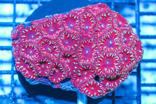 #wholesale_coral# - #saltwater_fish# #saltwater_coral# - #rare corals# - #coralsdepot# - #Corals_Depot# - #live_corals# - #eye-catching-coral# #quality_marine_fish# -#quality-marine# #discoun