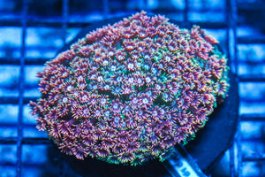 #wholesale_coral# - #saltwater_fish# #saltwater_coral# - #rare corals# - #coralsdepot# - #Corals_Depot# - #live_corals# - #eye-catching-coral# #quality_marine_fish# -#quality-marine# #discoun