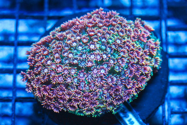 #wholesale_coral# - #saltwater_fish# #saltwater_coral# - #rare corals# - #coralsdepot# - #Corals_Depot# - #live_corals# - #eye-catching-coral# #quality_marine_fish# -#quality-marine# #discoun