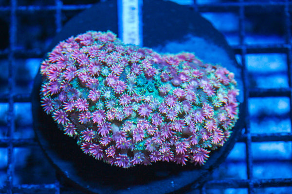#wholesale_coral# - #saltwater_fish# #saltwater_coral# - #rare corals# - #coralsdepot# - #Corals_Depot# - #live_corals# - #eye-catching-coral# #quality_marine_fish# -#quality-marine# #discoun