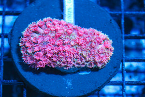 #wholesale_coral# - #saltwater_fish# #saltwater_coral# - #rare corals# - #coralsdepot# - #Corals_Depot# - #live_corals# - #eye-catching-coral# #quality_marine_fish# -#quality-marine# #discoun