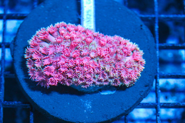 #wholesale_coral# - #saltwater_fish# #saltwater_coral# - #rare corals# - #coralsdepot# - #Corals_Depot# - #live_corals# - #eye-catching-coral# #quality_marine_fish# -#quality-marine# #discoun