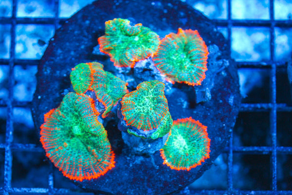 #wholesale_coral# - #saltwater_fish# #saltwater_coral# - #rare corals# - #coralsdepot# - #Corals_Depot# - #live_corals# - #eye-catching-coral# #quality_marine_fish# -#quality-marine# #discoun