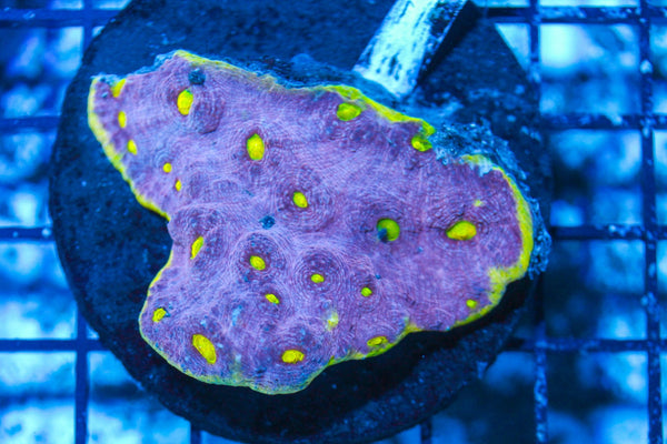 #wholesale_coral# - #saltwater_fish# #saltwater_coral# - #rare corals# - #coralsdepot# - #Corals_Depot# - #live_corals# - #eye-catching-coral# #quality_marine_fish# -#quality-marine# #discoun