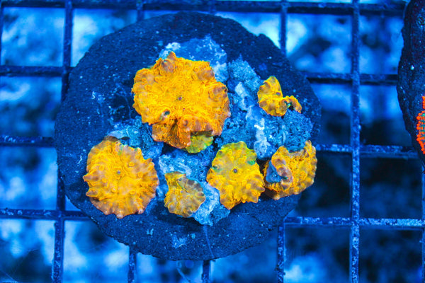 #wholesale_coral# - #saltwater_fish# #saltwater_coral# - #rare corals# - #coralsdepot# - #Corals_Depot# - #live_corals# - #eye-catching-coral# #quality_marine_fish# -#quality-marine# #discoun