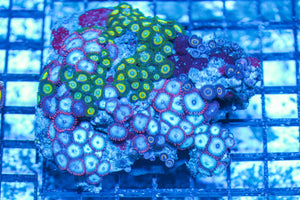 #wholesale_coral# - #saltwater_fish# #saltwater_coral# - #rare corals# - #coralsdepot# - #Corals_Depot# - #live_corals# - #eye-catching-coral# #quality_marine_fish# -#quality-marine# #discoun