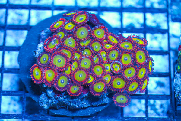 #wholesale_coral# - #saltwater_fish# #saltwater_coral# - #rare corals# - #coralsdepot# - #Corals_Depot# - #live_corals# - #eye-catching-coral# #quality_marine_fish# -#quality-marine# #discoun