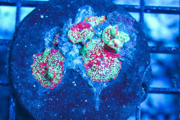 #wholesale_coral# - #saltwater_fish# #saltwater_coral# - #rare corals# - #coralsdepot# - #Corals_Depot# - #live_corals# - #eye-catching-coral# #quality_marine_fish# -#quality-marine# #discoun